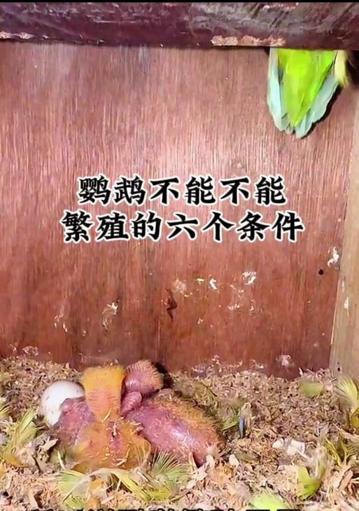 牡丹鹦鹉繁殖的时间周期（探索牡丹鹦鹉繁殖的关键因素及时间要求）