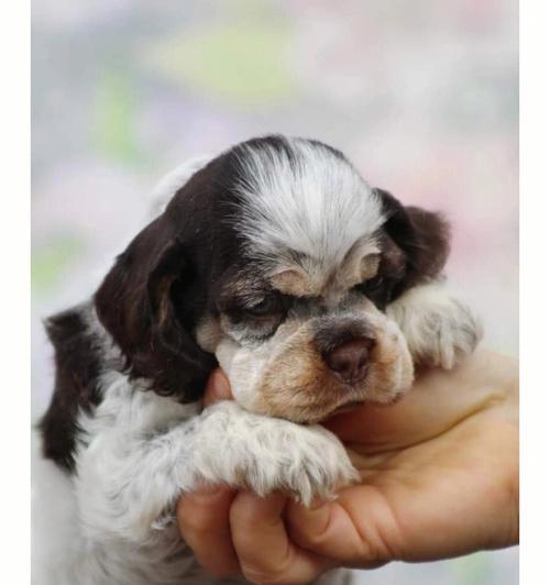 认识美国可卡犬（了解这个迷人的狗狗品种，为你的新宠做好准备）