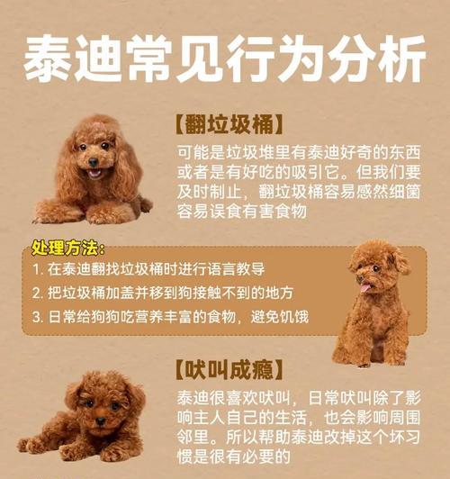 新手养狗指南（常见问题分享新手收藏）