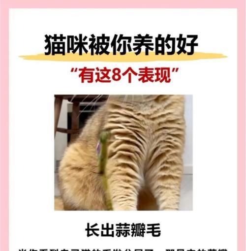 猫耳朵清洁之道（探索正确的猫耳朵清洁频率，让你的爱猫保持健康）