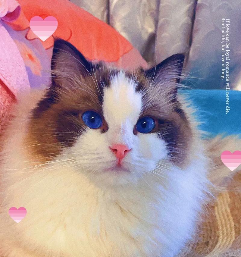 养布偶猫，享受温馨陪伴（探索布偶猫的美妙世界，让生活更加甜蜜）