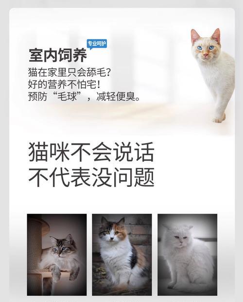 不能吃的食物清单（保护英短猫健康的关键）