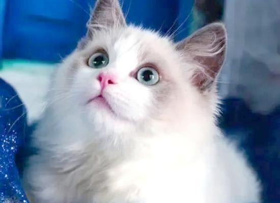 布偶猫养育指南（了解布偶猫价格背后的原因，选择适合你的宠物伴侣）