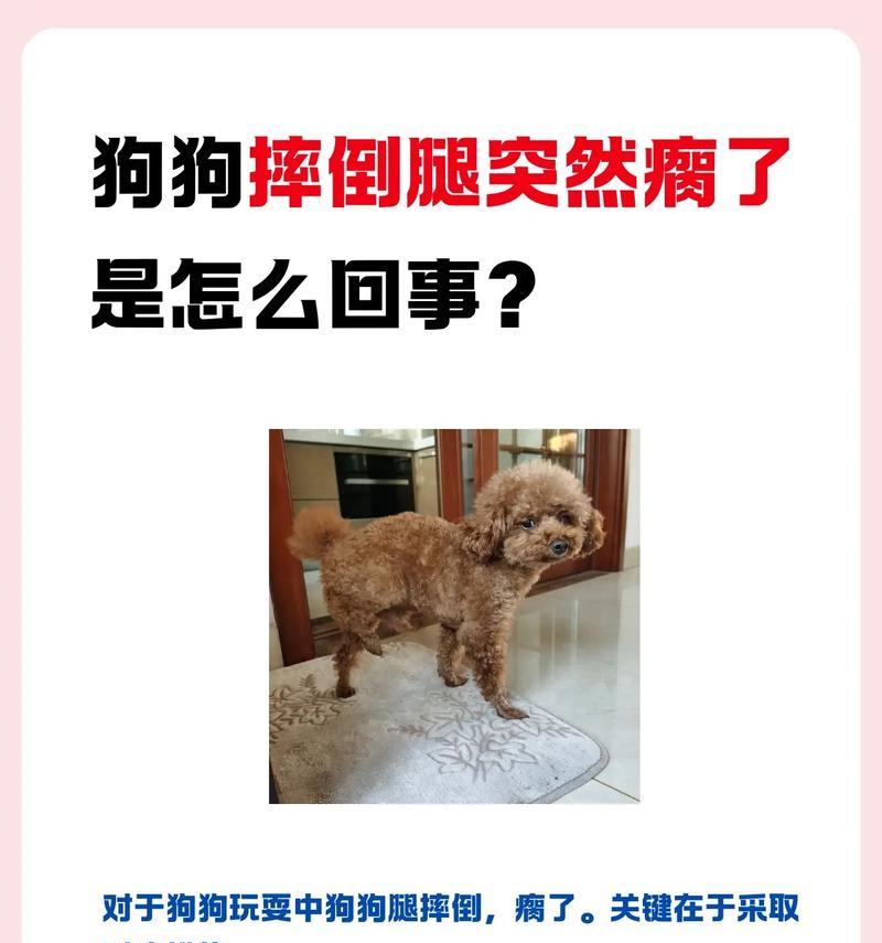 狗狗为什么会发生髌骨脱位？（原因分析及治疗方法）