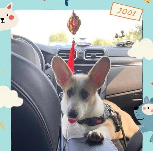 柯基宝宝需要多久才能接种狂犬疫苗？（了解柯基狂犬疫苗接种时间及注意事项）