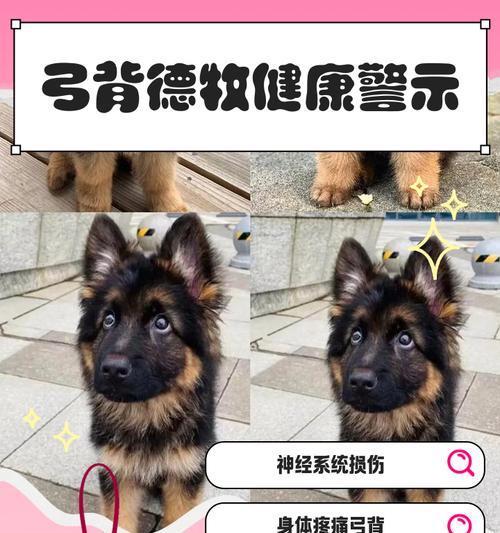 如何让德牧增重？（喂养和运动都很重要）