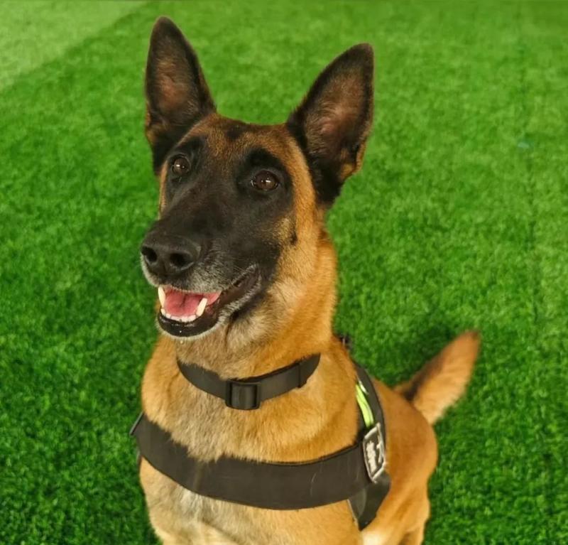追踪狗犬的选择与训练（适合追踪的狗犬种类及训练技巧）