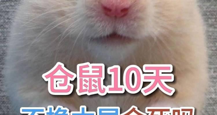 仓鼠不吃不喝能存活多久？（探索仓鼠的饮食需求和生存能力）