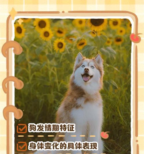 狗的月经周期及注意事项（了解狗的生理周期，让狗狗健康快乐成长）