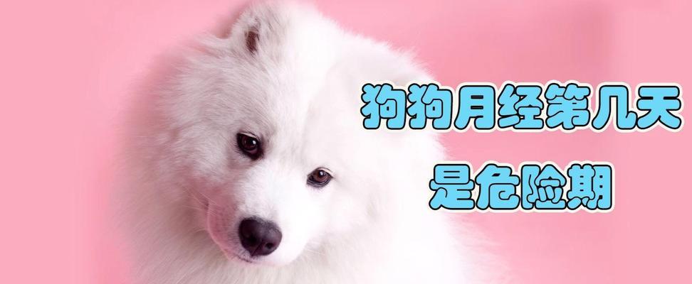 狗狗的排卵期（了解狗狗的生理周期和健康管理）