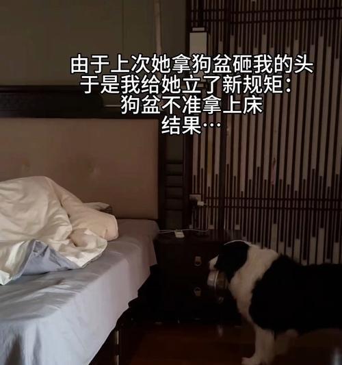 宠物狗幼崽每天需要多少睡眠？（探究幼狗睡眠需求及其对健康的影响）