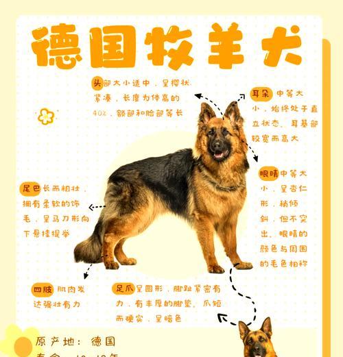 德牧第一胎生产需要多长时间？（德牧第一胎生产过程解析及相关因素影响）