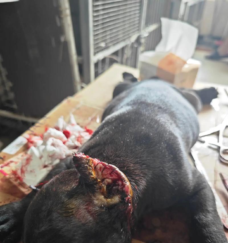 卡斯罗犬为什么要裁耳？（裁耳的原因是什么？）