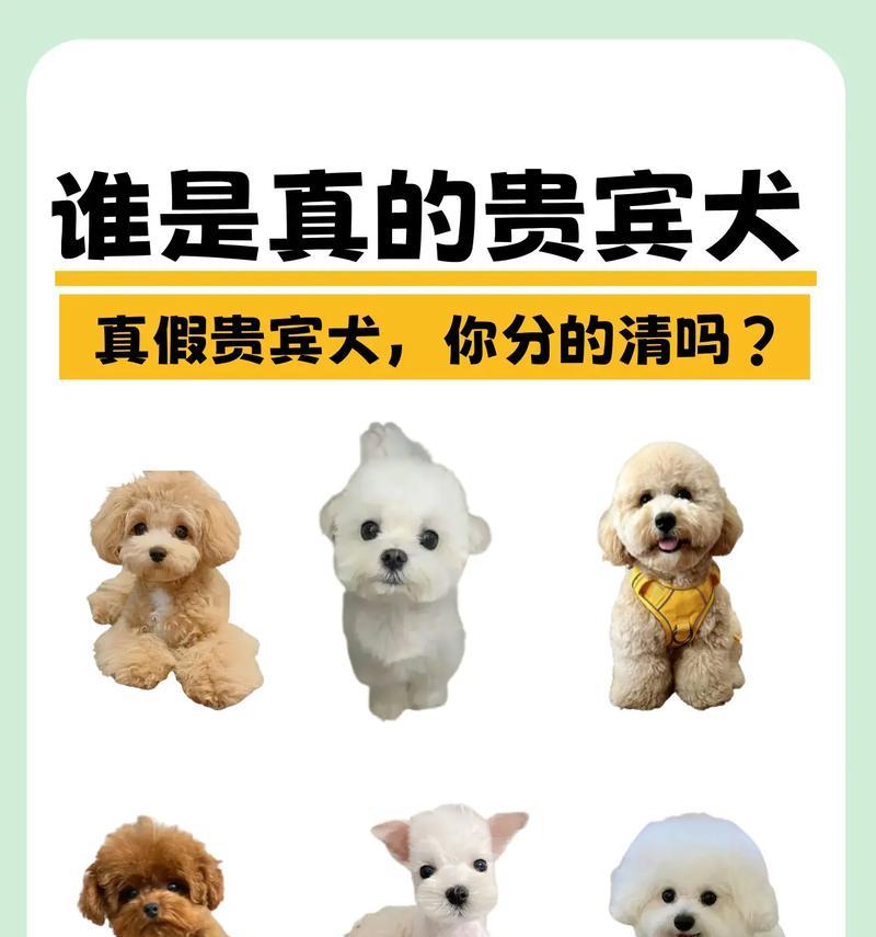 探讨泰迪是否“纯种”（揭开泰迪纯种的五大关键点，串串是否“纯种”不再成谜）