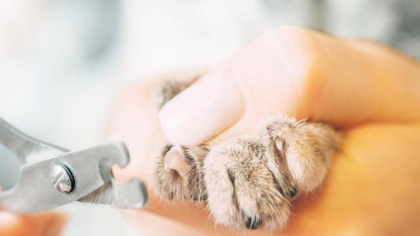 如何正确给家养猫咪剪指甲（掌握正确方法，让猫咪的指甲修剪成为一种乐趣）