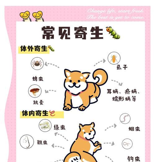 狗狗驱虫（狗狗驱虫的重要性及适宜年龄）