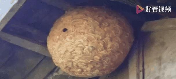 蜜蜂与蚂蜂蛰人后的命运之谜（揭秘为什么蜜蜂蛰人后会死亡，蚂蜂却能生存下来）
