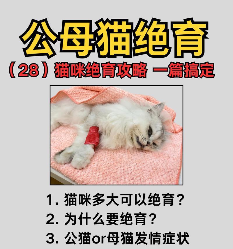 母猫生产后的照顾指南（细心呵护让母猫产后更加健康）