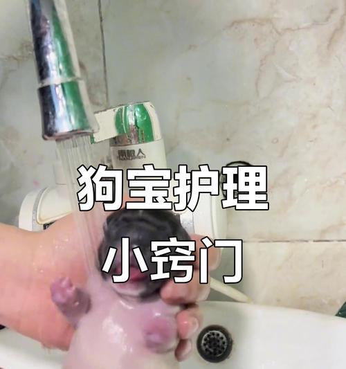 新生小狗洗澡的时机与注意事项