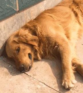 犬伤之旅（一只狗的奋斗与重生）