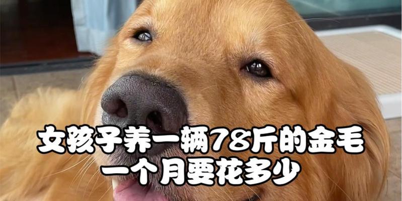 养金毛犬有多贵？（探讨金毛犬的花费和养育成本，帮你做好准备）