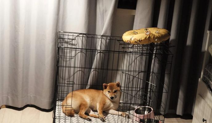 母犬绝育的利与弊（探讨母犬绝育的好处与风险，提供科学参考）