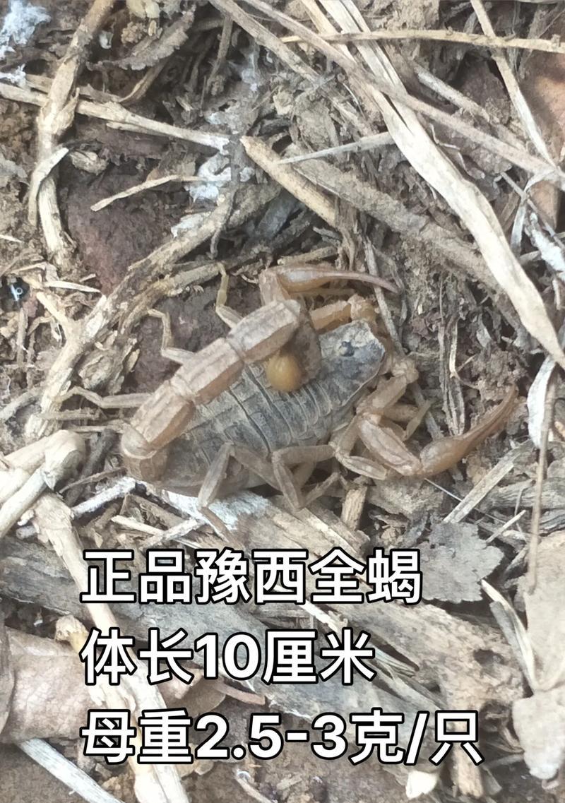 世界蝎子大观园（探索神秘的蝎子世界，了解它们的多样性与生态）