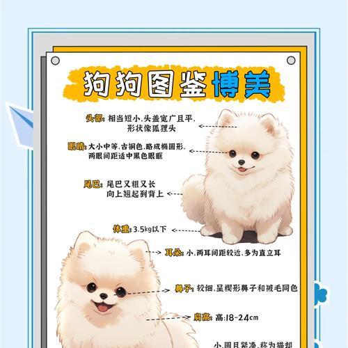 博美犬立耳的时间和方法（了解博美犬立耳的关键因素和正确护理方法）