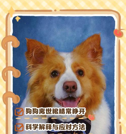 小狗睁眼后多久能看到？（探索小狗视觉发育的奥秘）