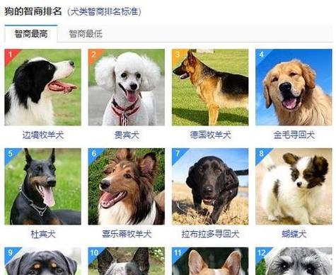 宠物狗寿命榜（看看你家狗狗上榜了吗？）
