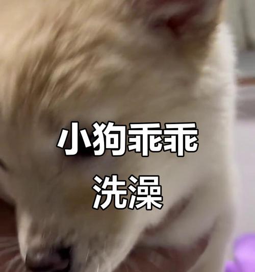 狗狗运动后多久可以洗澡？（科学指南揭示适当洗澡时机）