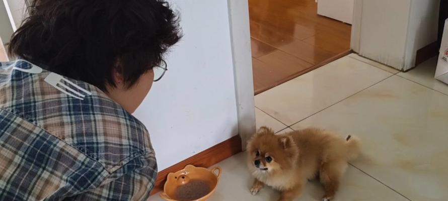 解决狗狗抑郁症的有效方法（了解狗狗抑郁症的原因及治疗方法）
