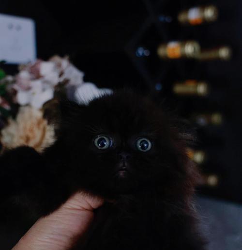纯黑猫的神秘之美（探索纯黑猫的特点与魅力）