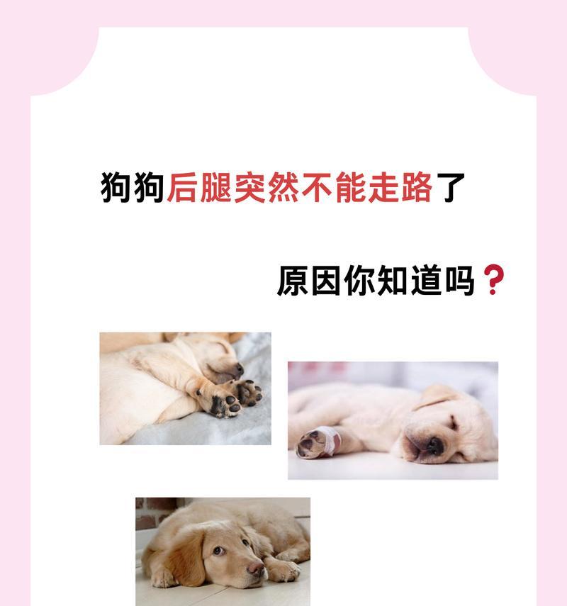 狗狗骨折后怎么办？——了解狗狗运动系统的构成和治疗方法（掌握正确的处理方法，帮助狗狗快速康复）