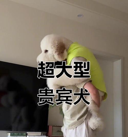 巨型泰迪的价格及接受程度（探索巨型泰迪价格的背后原因以及消费者的接受程度）