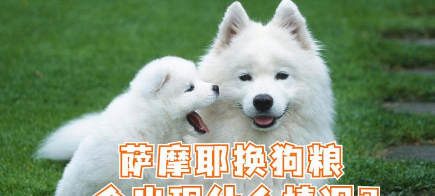 萨摩耶拉稀的原因和治疗方法探究（了解为什么会发生萨摩耶拉稀，以及如何有效治疗）