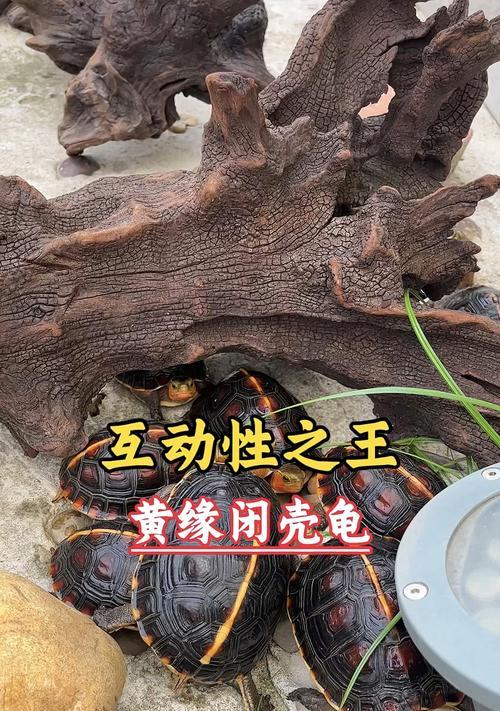 以黄缘龟为主角的杂交探索（黄缘龟与其他种类的杂交研究及可能的后果）