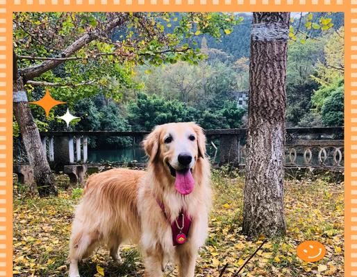 狗狗欢乐之旅——哪些景区欢迎狗狗的到来？（探索与宠物共游的美好世界，无限欢乐不断！）