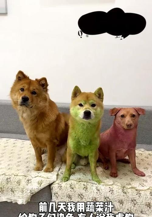 狗狗染色后的褪色时间（了解狗狗染色后褪色的关键因素及时间表）