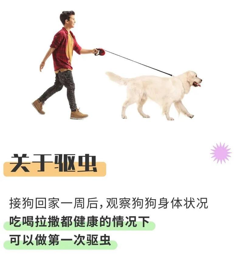 以泰迪驱虫后注射疫苗的时间要求（保护泰迪宝宝健康，合理安排疫苗注射时间）