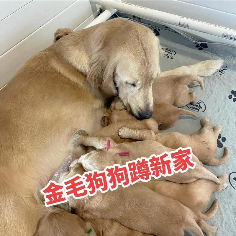 金毛宠物犬的疫苗接种和驱虫周期安排（为宠物金毛提供全面保护的必备措施）