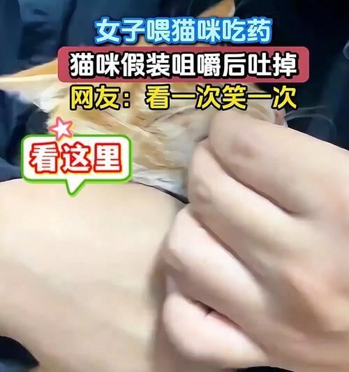 猫吐后多久可以喂食？（猫咪胃部不适需要注意的事项）