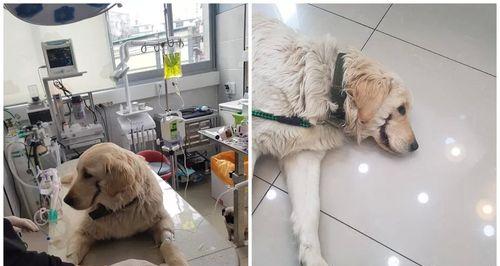 金毛幼犬骨折手术恢复时间及注意事项（解析金毛幼犬骨折手术的恢复过程和关键因素）