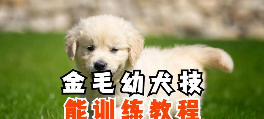 如何科学合理地为金毛幼犬安排每天的散步时间（金毛幼犬适宜散步时长与关键因素）