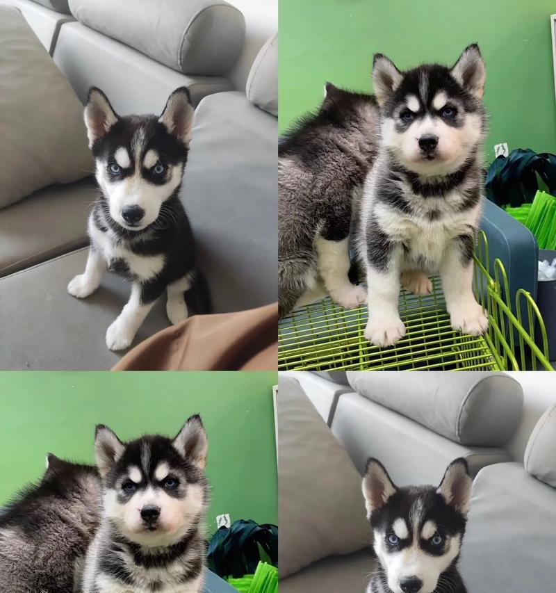 哈士奇“全阶段”喂养攻略（从幼犬到成犬，打造全面均衡的饲养计划）