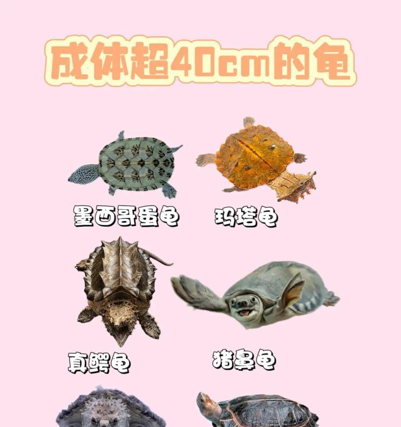 探索世界上最优秀的龟种类（认识不可错过的龟类品种）