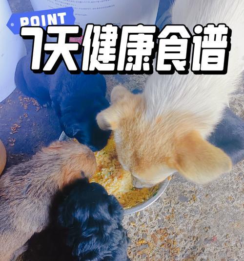 如何照顾刚到家的小狗？（小狗的喂养知识与技巧）
