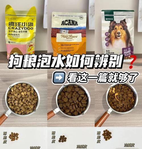 探讨狗粮泡水的最佳时间（狗粮泡水的正确方法和注意事项）