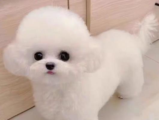 适合家养的狗狗品种推荐（为家庭生活带来快乐与陪伴的毛茸宠物）
