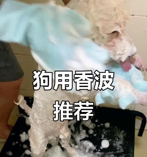 贵宾犬洗澡频率的探讨（探寻贵宾犬洗澡的最佳频率）